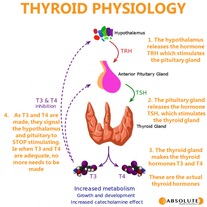 Importance of thyroid hormone balance